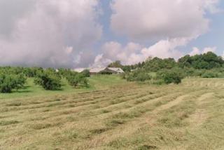 Farmland - Field